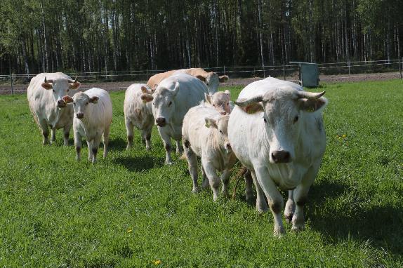 Esimerkki: Faktapohjaisen tiedon lisääminen Aktiivinen maa- ja metsätalous