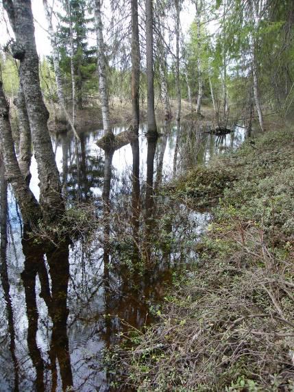 Kuva 14. Sinikuusaman havaintopaikan Horsmamutka SW a keskivaiheilta.