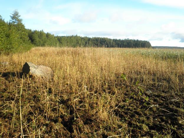 KUNNOSTETTAVAT MERENRANTANIITTY Riittävä laidunpaine heti