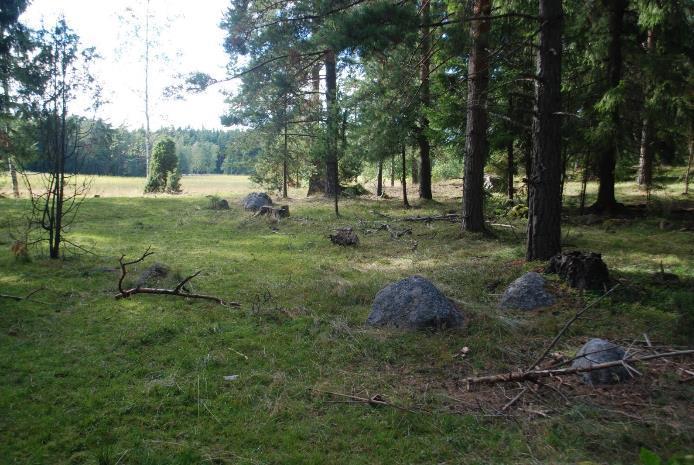 METSÄLAIDUN Metsälaidunten reunat usein edustavia stä