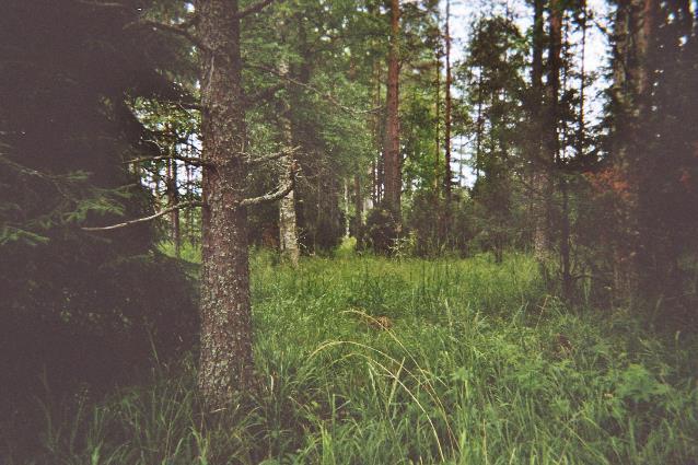 KUNNOSTETTAVA METSÄLAIDUN Kuvan kohteella puusto tasaikäistä, mutta avoimia ruoho/heinälaikkuja