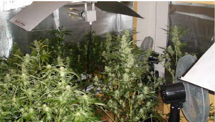 kentamista kasvattamoista saatiin takavarikkoon toistasataa kannabiskasvia ja kolmisen kiloa kannabisrouheita.