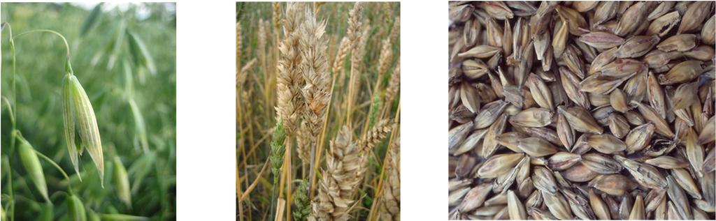 Fusarium -sienet ovat hyvin merkittäviä kasvipatogeenejä Ne heikentävät jyvien kehitystä, alentavat itävyyttä, aiheuttavat