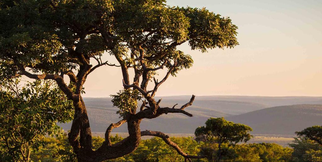 Safari EteläAfrikassa Miellyttävä ilmasto, kaunis luonto ja
