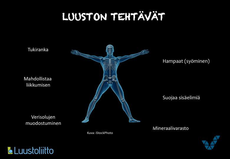 Ihmisen tukirangan muodostavat luut, nivelet ja rustot. Luiden liitoskohdassa on nivel, jossa nivelsiteet ja muut tukikudokset yhdistävät luut toisiinsa. Luiden päitä verhoaa nivelrusto.