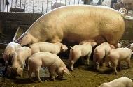 Esimerkiksi sianliha ja sianlihatuotteet Elintarviketurvallisuus, eläinten hyvinvointi ja terveys Salmonellavapaus, antibioottien (mikrobilääkkeet) käyttö, saparon purenta huomioidaan Sikaloiden