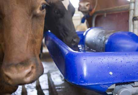 Vesialtaiden lehmäystävällinen muotoilu helpottaa pääsyä veden ääreen ja edistää mukavaa ja häiriötöntä juomista.