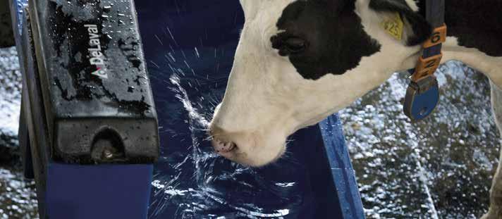 On olemassa kustannustehokas tapa lisätä maidontuotantoa. Tapa, jonka merkitys unohtuu helposti: optimoitu vesihuolto. Korkeatuotoksinen lehmä tarvitsee yli 150 litraa vettä päivittäin.