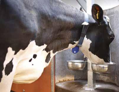 Parsinavetoihin suosittelemme yhtä kuppia lehmää kohden, sillä tämä vähentää stressiä ja lisää lehmän vedensaantia.