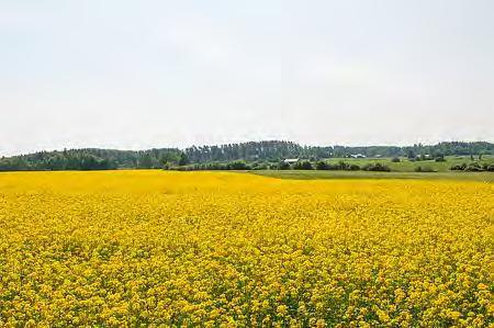 Novel protein sources for food security (ScenoProt) Rypsin puristekakku Luken kuvapankki Runsaasti proteiinia ja kuitua Paljon välttämättömiä aminohappoja ja tasapainoinen aminohappoprofiili