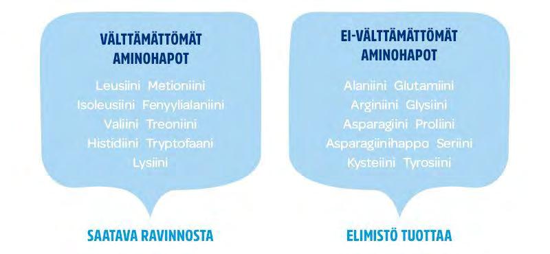 E S I T T Ä J Ä N N I M I 1 5. 5. 2 0 1 8 MAITOPROTEIINI Proteiinit muodostuvat aminohapoista, joita on 20 erilaista.