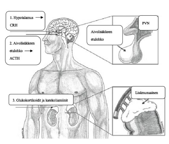 7 Kuva 1. Stressireaktioon osallistuvat alueet sekä hormonit (muokattu Conrad 2011). ACTH adenokortikotropiini, CRH kortikoliberiini, PVN paraventrikulaaritumake.