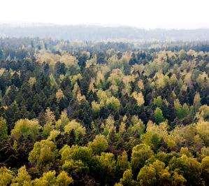 Metsä Group tuo hyvinvointia Suomeen Omistajina 104 000 metsänomistajaa, jolta hankimme puun 500 milj.