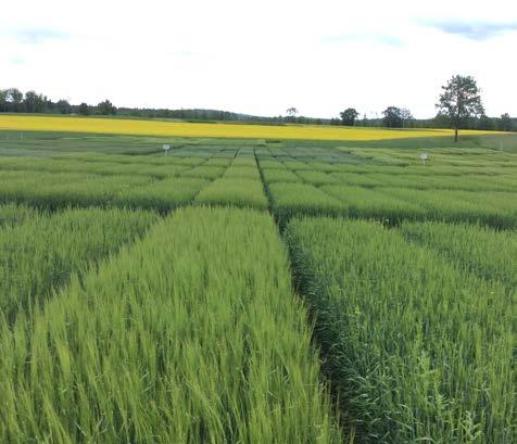LANTMÄNNEN AGRO KOETILA Tutkimus jatkuu Lantmännen Agro Koetilalla Syksy toi uudistuksia myös koetoimintaan.