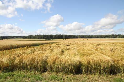 KASVUNSÄÄTEET Medax Max käyttömäärät Käyttötarkoitus Käyttöajankohta Käyttömäärä Kevätohra* Pensomisen loppu lippulehtivaihe, BBCH: 29-39 0,3-0,5 kg/ha Kevätkaura Pensomisen loppu 4.