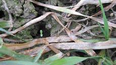 tritici Keltaruoste /