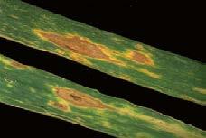 Blumeria graminis