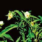 Chenopodium