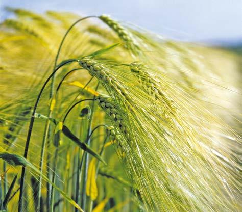 OHRAN VILJELYOHJELMA Ohran viljelyohjelmakoe Viljelyohjelmakoe ohralla, Lantmännen Agro Koetila, Hauho 2017 8000 7500 7000 6500 6000 Arild min Arild VO SW Mitja min SW Mitja VO Sato (kg/ha) Sadonlisä