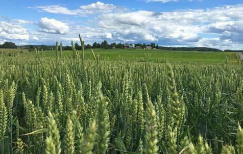 KEVÄTVEHNÄN VILJELYOHJELMA Vehnän viljelyohjelmakoe Vehnän viljelyohjelmakoe, Lantmännen Agro Koetila, Hauho 2017 8400 8200 8000 7800 7600 7400 7200 7000 6800 6600 Licamero min Licamero VO