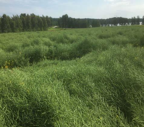 RAPSIN VILJELYOHJELMAKOE Rapsin viljelyohjelmakoe 3100 2900 2700 Rapsin viljelyohjelmakoe, Lantmännen Agro Koetila, Hauho 2017 2500 2300 2100 1900 1700 1500 Majong min Majong VO Rasma min Rasma VO