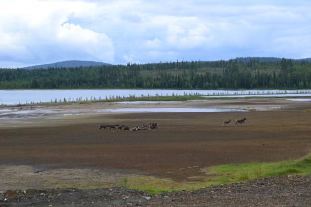 Nyt Niesajoen laaksossa on vanha rikastushiekkaalue, joka on peräisin Rautaruukki Oy:n harjoittamasta, 1990-luvun alkuun saakka jatkuneesta kaivostoiminnasta, sekä Ylläksen vedenpuhdistamon