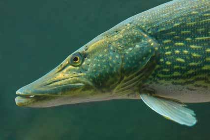 Tämä kala tonkii alaspäin kääntyneellä suullaan pohjaeläimiä. Kalan nielussa olevat hampaat hienontavat ravinnon.