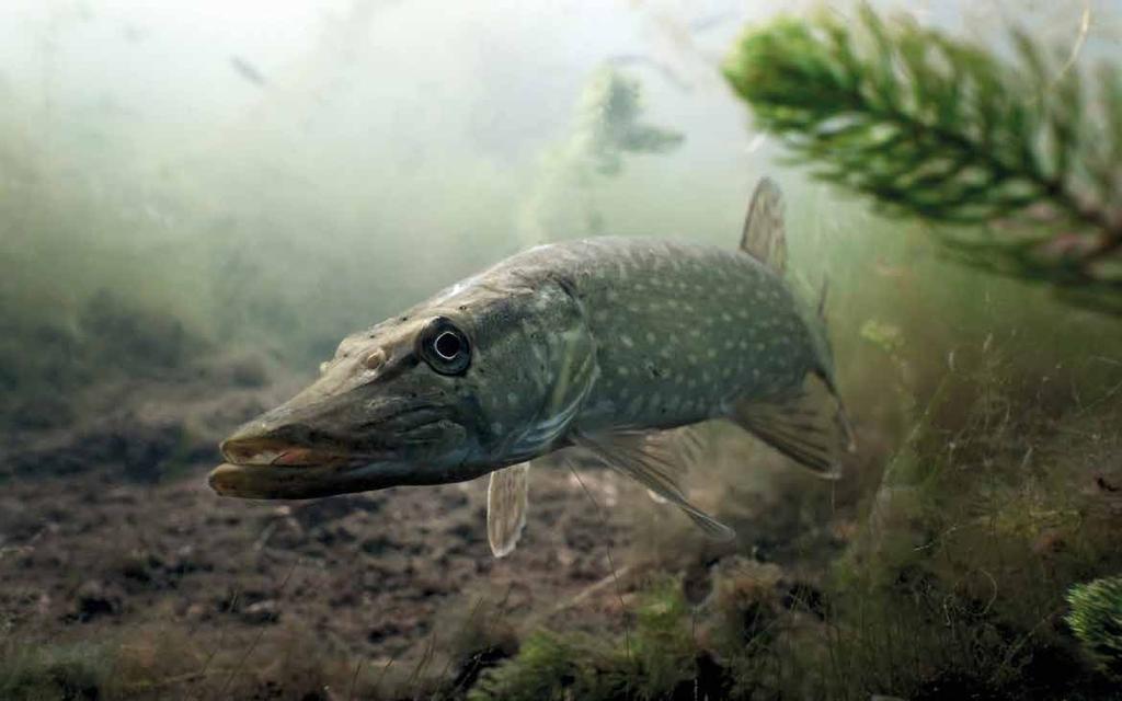 Kalat ovat sopeutuneet täydellisesti elämään vedessä 65 5. Kalat ovat sopeutuneet täydellisesti elämään vedessä Kalat uivat sulavasti Suomen vesissä elää noin sata erilaista kalalajia.