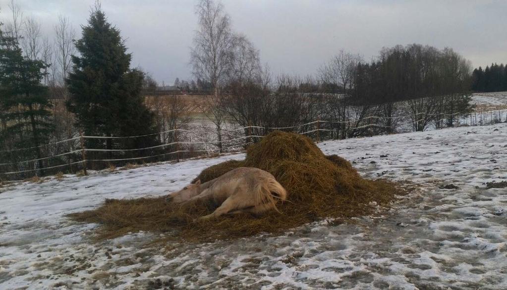 PALORYHMÄ