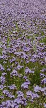 Kukinnan houkuttelevuus Massana kukkivat kasvustot (mass-flowering plants) houkuttelevat mehiläisiä ja muita pölyttäjiä jos massakasvustot suuria (ei liene ongelma Suomessa), pölyttäjiä ei riitä