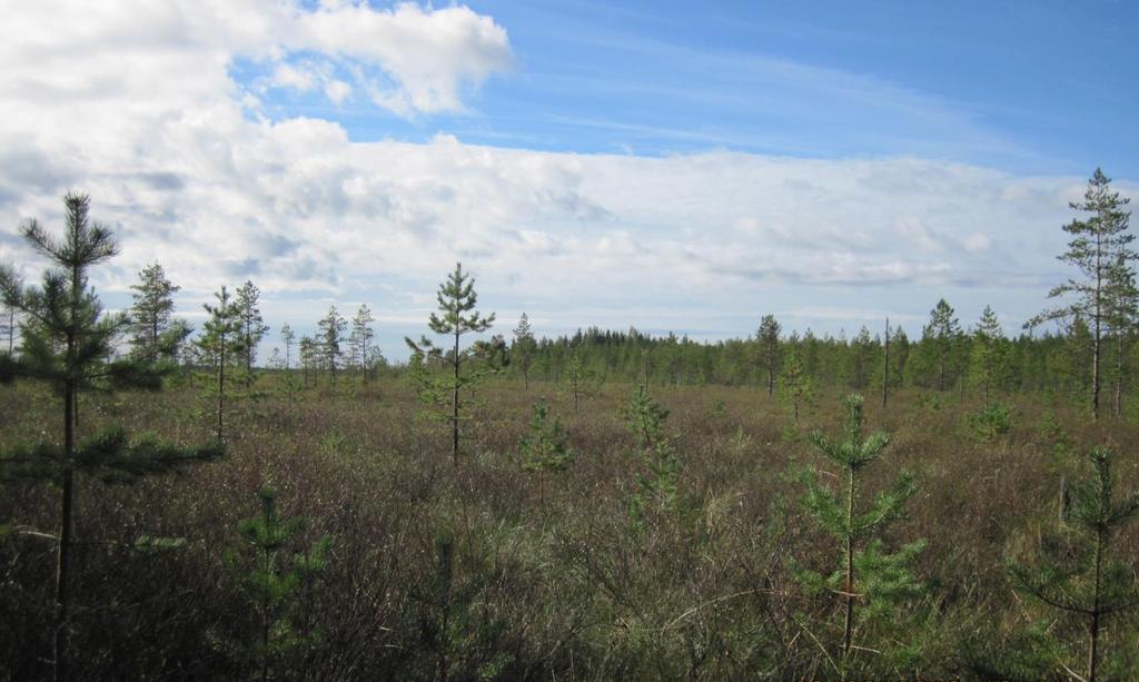 Kunnostusojitukset suojelusoiden läheisyydessä -koulutus Kunnostusojitukset suojelusoiden läheisyydessä -koulutus Kunnostusojitukset suojelusoiden läheisyydessä -koulutus Yksityiset metsätalouden