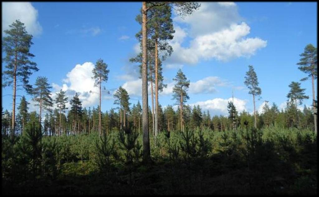 Kehitysluokat - Y1 Y1 - ylispuustoinen taimikko.