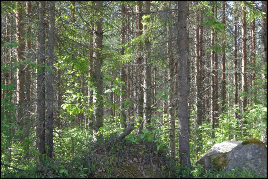 Kehitysluokat - 02 Tiheää 02-kehitysluokan männikköä. Seuraava toimenpide on ensiharvennus. 02 - nuori kasvatusmetsikkö. Metsikkö, jonka keskiläpimitta rinnankorkeudelta on 8 16 cm.