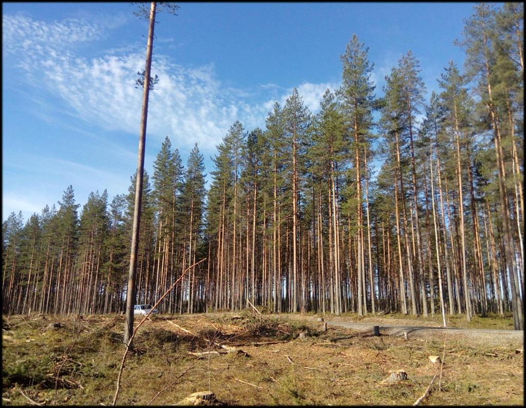 Kehitysluokat - 04 04 - uudistuskypsä metsikkö. Metsikkö on uudistuskypsä, kun metsänomistaja saa enemmän hyötyä sen uudistamisesta kuin sen edelleen kasvattamisesta.