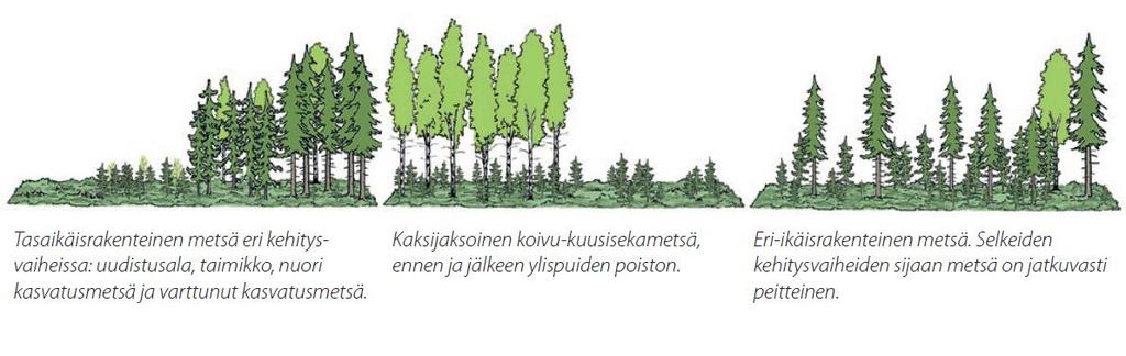 Kehitysluokat - ER Eri-ikäisrakenteinen metsä kuvassa oikealla. Kuva: Metsänhoidon suositukset ER - eri-ikäisrakenteinen metsä.