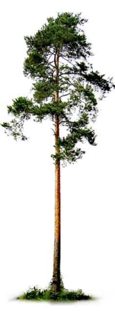 Metsätalouden kannalta merkittävimmät puulajit - Mänty Mänty (Pinus sylvestris, Pine) on levinnyt lähes koko Eurooppaan ja laajalle