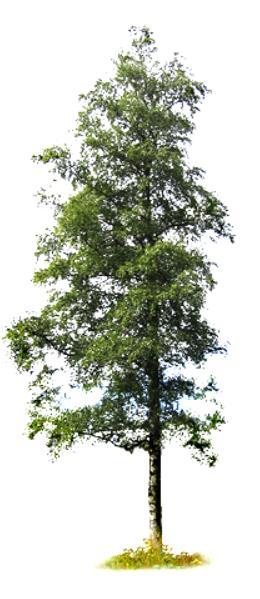 Metsätalouden kannalta merkittävimmät puulajit Hieskoivu Hieskoivu (Betula pubescens, Downy Birch) kasvaa Suomessa aina Kittilän korkeudelle saakka.