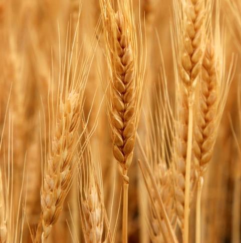 Päämarkkina-alueet Suomi: kasvis- ja ruokapakasteet, tuoretuotteet ja kasviöljyt Suomi, Ruotsi ja