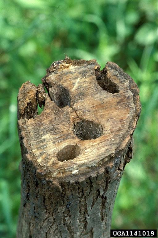 Runkohaapsanen Aikuiset yksilöt käyttävät ravinnokseen haavan lehtiä, jättäen lehdenreunoihin rosoreunaisia jälkiä Toukat vahingoittavat puuta kaivautuessaan
