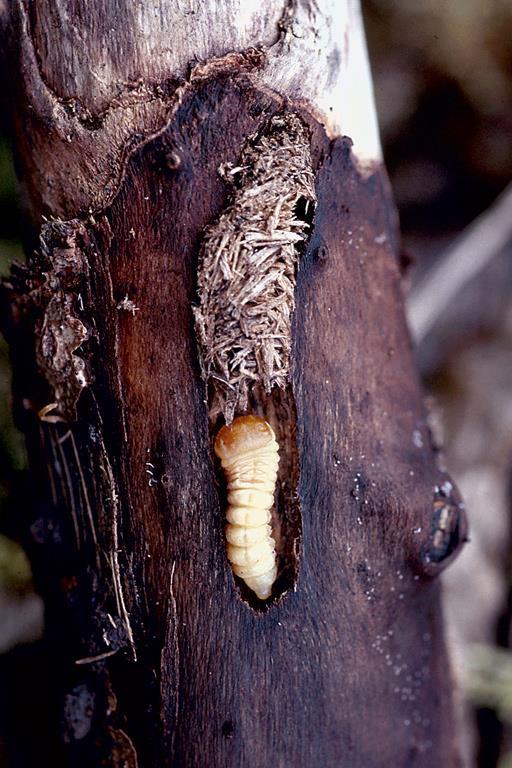 Myöhemmin toukka kaivautuu kohti puun ydintä ja voi muodostaa jopa metrin mittaisia pystysuuntaisia toukkakäytäviä puun sisään Monet lahottajasienet voivat päästä