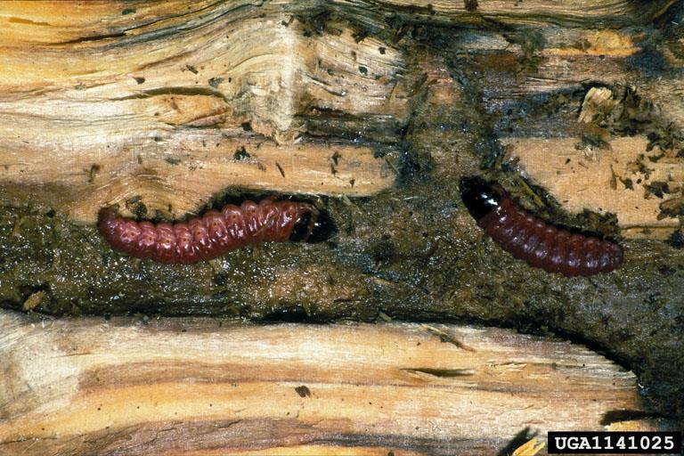 Puuntuhooja Cossus cossus Puuntuhoojan toukat kaivautuvat puun kuoren alle, jossa ne kehittyvät hitaasti syöden puuainesta Puuntuhoojan