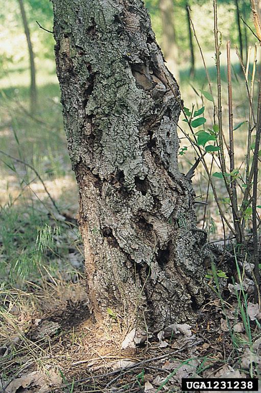 kestää 4 vuotta Yhdessä puussa voi olla kymmeniä toukkia ja toukkien kaivamat toukkakäytävät johtavat usein puun kuolemaan Puuntuhoojan