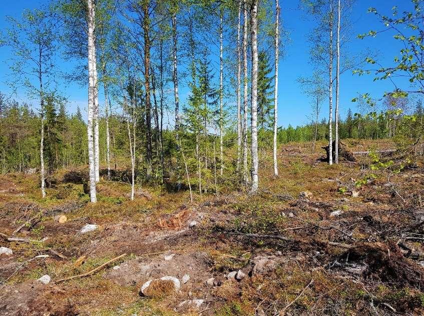 14: Säästö- ja runkolahopuustoa jätetään metsätalouden toimenpiteissä PEFC-vaatimus: Hakkuissa jätetään puita vähintään 10 kpl/ha leimikkotasolla, yhteensä säästö- ja järeitä runkolahopuita.