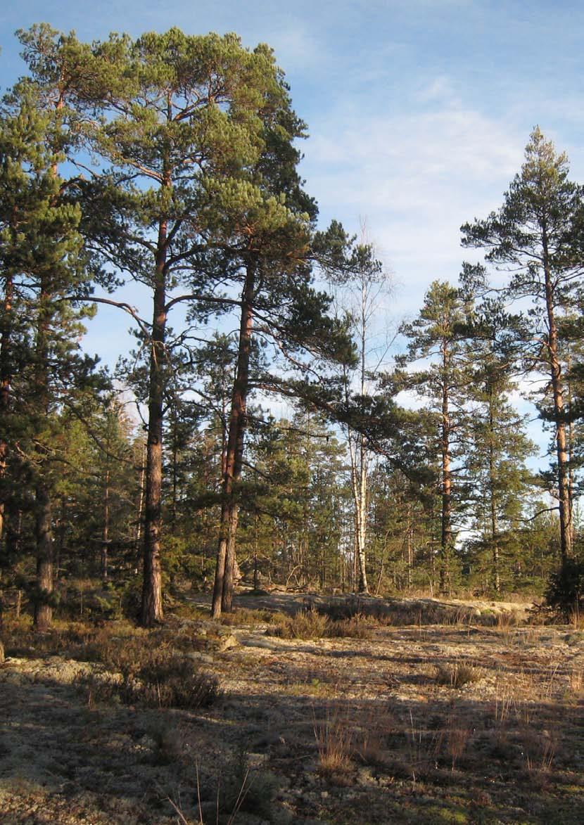 Mäyränmäen tuulivoimahanke (Kotka, Hamina)