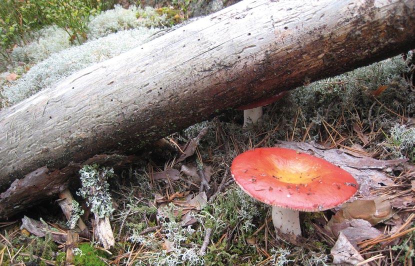 2. Hankkeesta vastaava Ilmatar Hamina Oy on Ilmatar Windpower Oyj:n kokonaan omistama haminalainen tytäryhtiö.