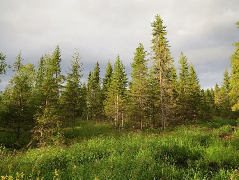 Metsän jatkuvapeitteinen kasvatus suolla Kymmenen kenttäkoetta eri puolilla Suomea Seurataan pohjaveden tasoa, puuston kasvua ja luontaista taimettumista Intensiivikoe Janakkalassa Mitataan