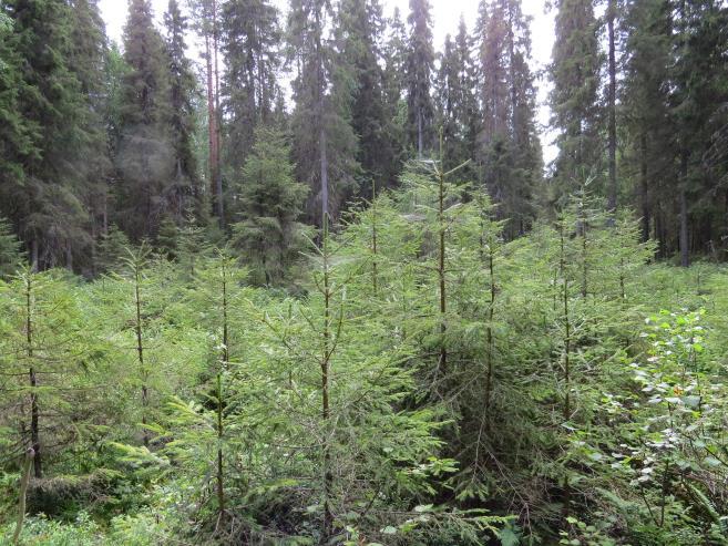 Metsänuudistaminen Luontaisen uudistamisen sovelluksia Liittyy osin jatkuvapeitteiseen kasvatukseen Korpien