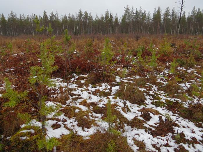 >20 cm pitkiä kasvatuskelpoisia taimia Ei maanmuokkausta ei vesistövaikutuksia Ei istutusta/kylvöä ei kustannuksia