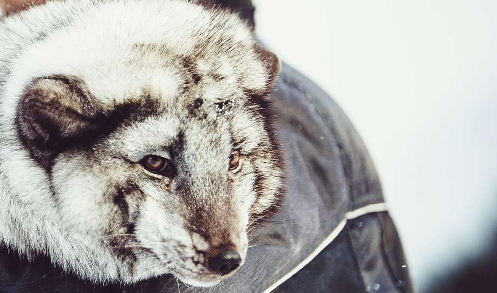 aktiivisesti julkisen iso kettu-kohun aiheuttamista mainehaitoista ja alan haastavasta markkinatilanteesta, mutta tästä huolimatta tupailtojen henki oli eteenpäin positiivisesti katsova.