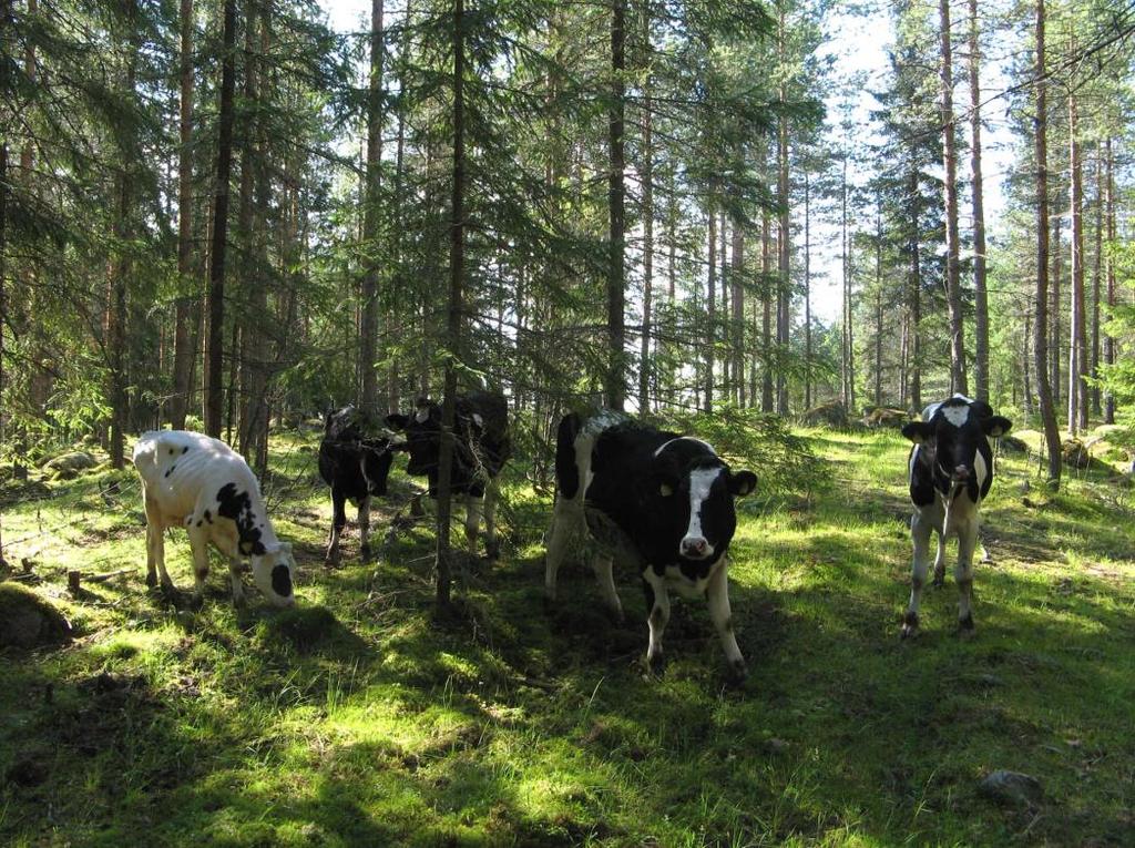 Onko tämä metsä metsälaidunta?